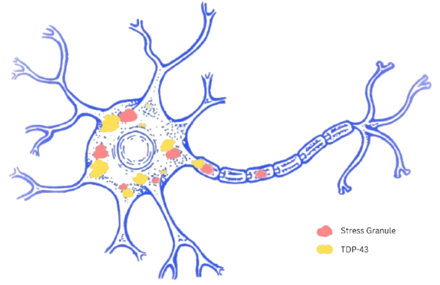 Cellular mechanism illustration