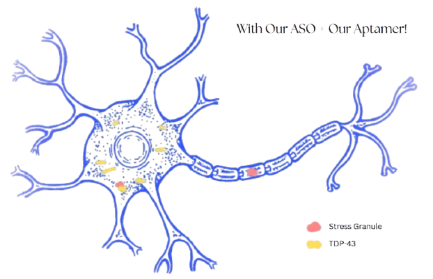 RNA aptamer image