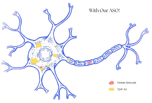 Therapeutic strategy diagram